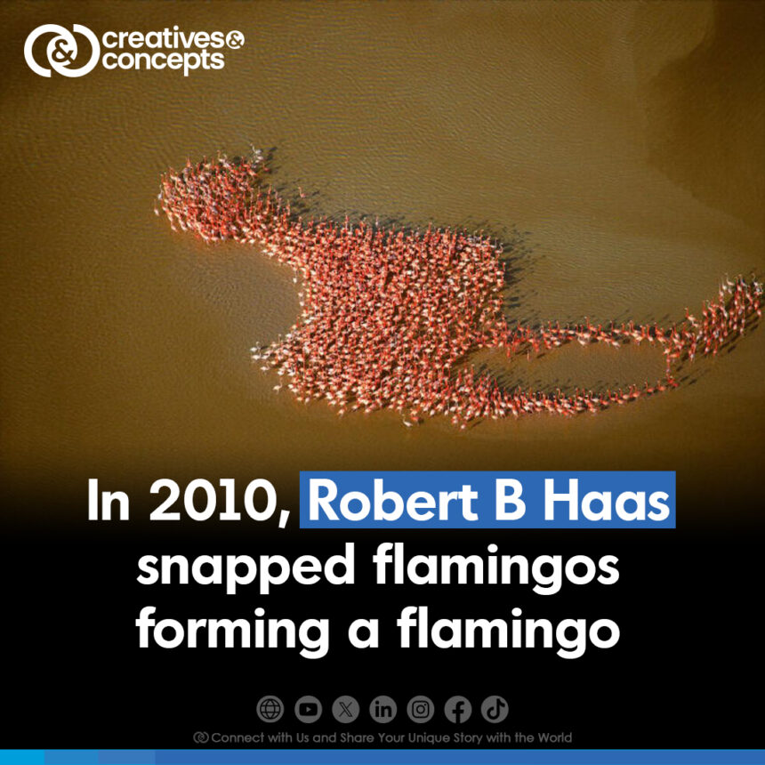 RobertBHaas Capture Flamingos