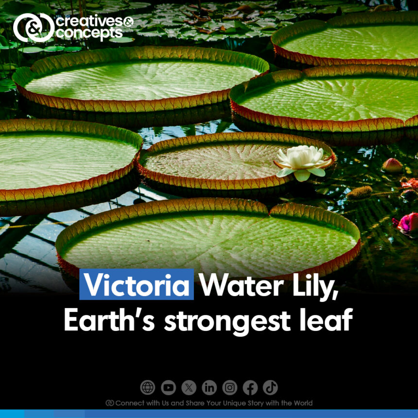 Victoria water lily garners