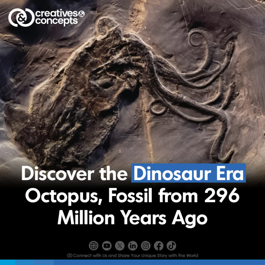 Discover the Dinosaur Era Octopus, Fossil from 296 Million Years Ago