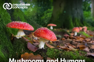 Mushrooms and Humans Have Closer DNA Ties Than to Plants