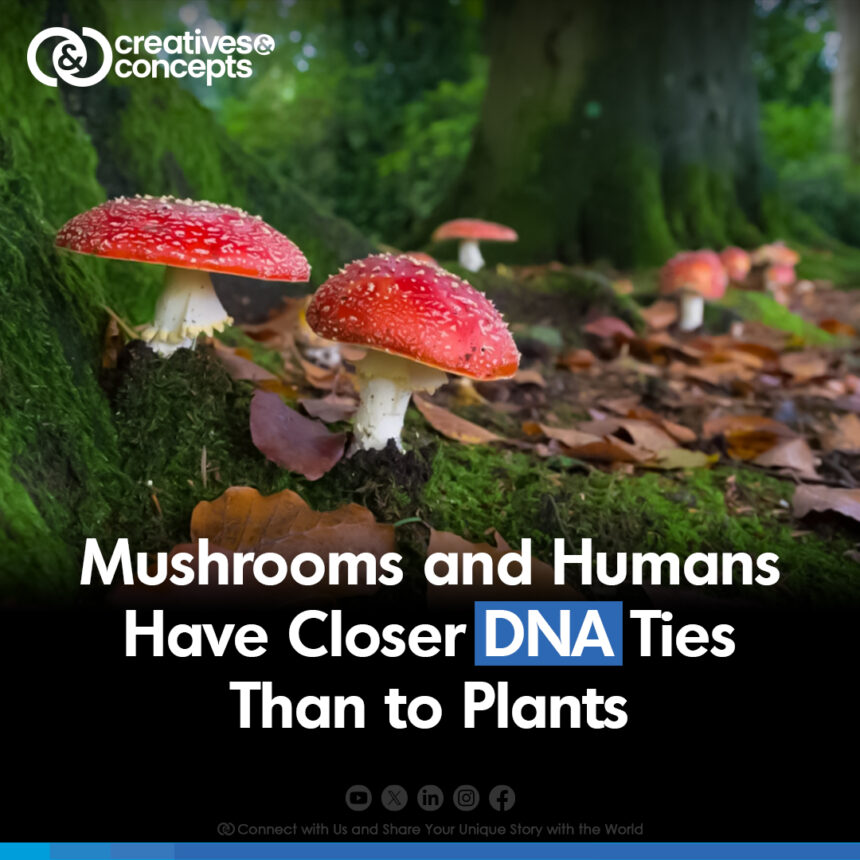 Mushrooms and Humans Have Closer DNA Ties Than to Plants