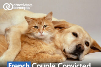 French Couple Convicted, Held 159 Cats, 7 Dogs in Cruel Conditions