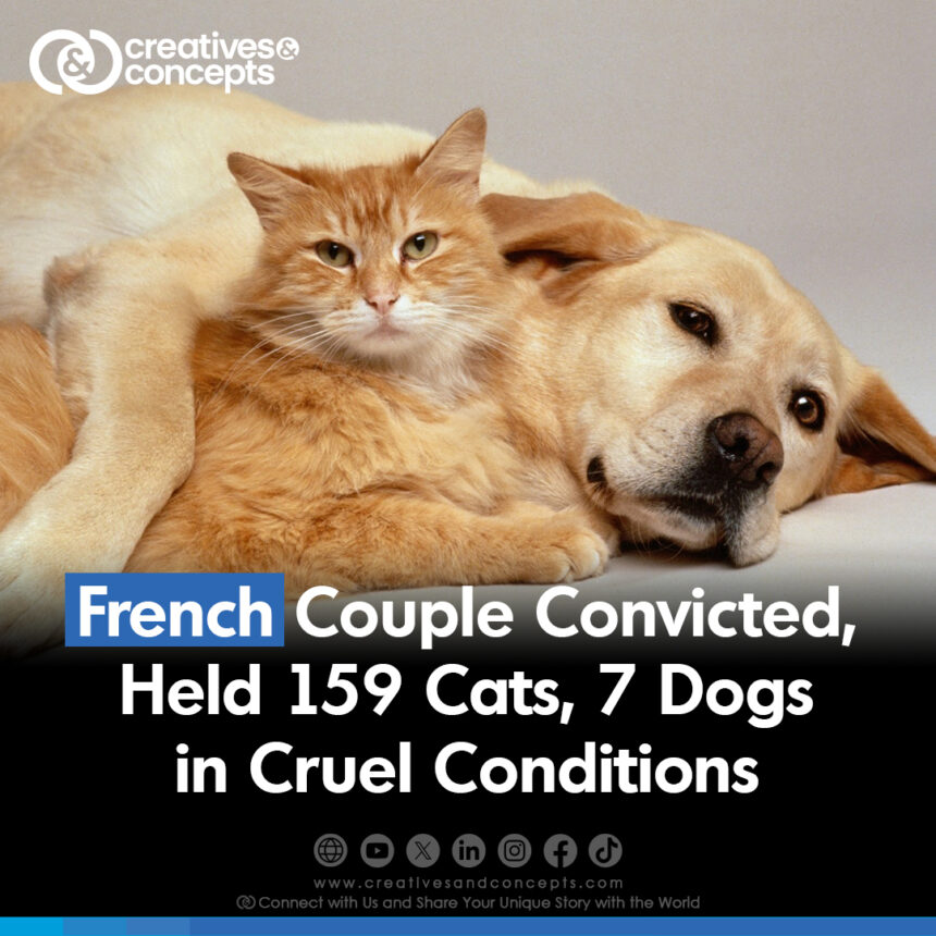 French Couple Convicted, Held 159 Cats, 7 Dogs in Cruel Conditions