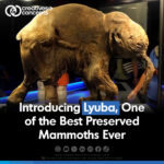 Introducing Lyuba, One of the Best Preserved Mammoths Ever