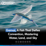 Garnai, A Fish thats Defies Convention, Mastering Water, Land and Sky