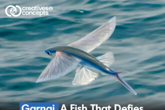 Garnai, A Fish thats Defies Convention, Mastering Water, Land and Sky