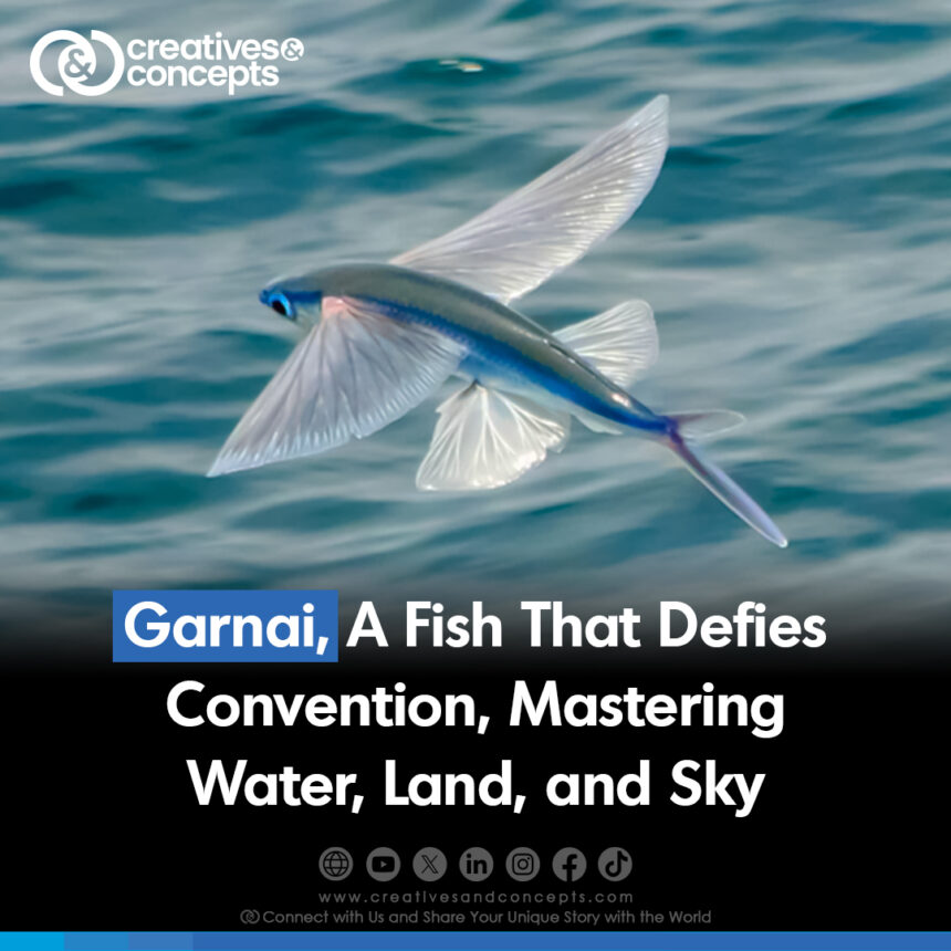 Garnai, A Fish thats Defies Convention, Mastering Water, Land and Sky