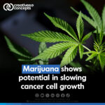 Marijuana shows potential in slowing cancer cell growth